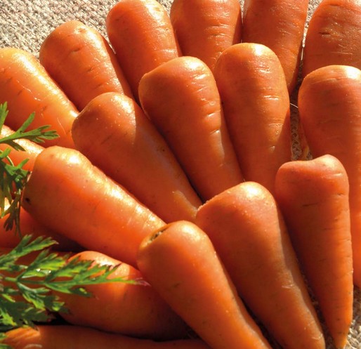 Royal Chantenay Carrot Daucus carota 